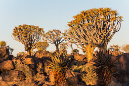 Quiver tree forest at Quiver Tree Forest Rest Camp in the evening light, Keetmanshoop, Namibia