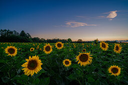 Sunflowers on a field in the evening mood in backlight shot. Aubing, Munich, Upper Bavaria, Bavaria, Germany, Europe