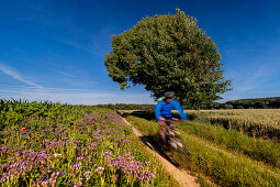 Summer landscape in the west of Munich that invites you to go hiking or cycling. West Munich, Aubing, Munich, Upper Bavaria, Bavaria, Germany, Europe