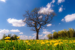 Solitary oak tree in a field on the side of the road with the dandelions blooming in the evening mood. Germering, Upper Bavaria, Bavaria, Germany, Europe