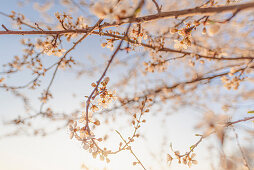 Frühjahrsstimmung mit Obstblüte