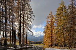 Lärchenwiesen landscape protection area in the first snow, late autumn on the Mieminger Plateau, Tyrol