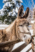 Donkey in winter landscape, Himmelberg, Carinthia, Austria