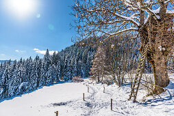 Snowy winter landscape with hunters' stand, Himmelberg, Carinthia, Austria