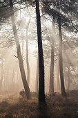 Der Kiefernwald in der Nähe des Cap Erquy im herbstlichen Morgennebel. Bretagne, Nordküste. Frankreich.