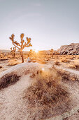 Woman sitting on rock at sunset in Joshua Tree National Park, Joshua Tree, Los Angeles, California, USA, North America