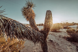 Joshua tree at sunset in Joshua Tree National Park, Joshua Tree, Los Angeles, California, USA, North America