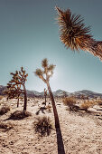 Joshua trees in Joshua Tree National Park, Joshua Tree, Los Angeles, California, USA, North America