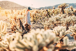 Woman walks at sunset in Cholla Cactus Garden, Joshua Tree National Park, California, USA, North America