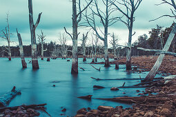 Dead trees in the drowned forest at Arthurs Lake, Tasmania
