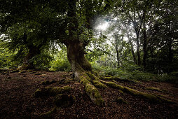 Old beeches in Hutewald Halloh, Albertshausen, Bad Wildungen, Waldeck-Frankenberg, Hesse, Germany, Europe