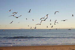 Seagulls in the evening light on Santa Barbara Beach, California, USA.