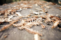 Fallen pine needles in Big Sur State Park, California, USA.