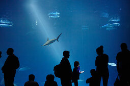 Silhouettes of visitors in front of a large aquarium at the Monterey Bay Aquarium in Monterey, California, USA.