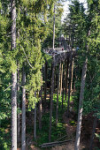 View of the treetop path in Neuschönau, Bavarian Forest National Park, Neuschönau, Bavaria, Germany, Europe