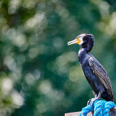 Kormoran, Rhein bei Mondorf, NRW, Deutschland