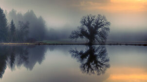 Foggy autumn mood at the Fischweiher near Bernried, Bavaria, Germany