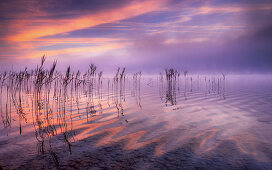 Reflecting clouds and reeds at sunrise on Lake Starnberg, Bavaria, Germany