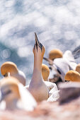 Portrait of a northern gannet with bokeh, Heligoland, North Sea, Schleswig_Holstein, Germany