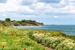 Mohnblumen an der Dazendorfer Steilküste, Ostsee, Ostholstein, Schleswig-Holstein, Deutschland