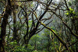 Clouds on hiking trail &quot;Bosque Encantado&quot; with moss-covered trees in the cloud forest of the Anaga Mountains, Tenerife, Spain