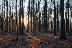 Sonnenaufgang an einem Wintermorgen im Westerwald, Rheinland-Pfalz, Deutschland
