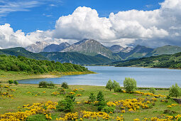 Lago Campotosto with flowering gorse and Gran Sasso in the background, Lago Campotosto, Gran Sasso National Park, Parco nazionale Gran Sasso, Apennines, Abruzzo, Italy