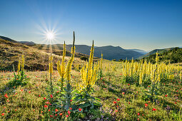 Blühende Königskerzen, Nationalpark Gran Sasso, Parco nazionale Gran Sasso, Apennin, Abruzzen, Italien