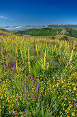 Blooming mullein with Monte Sirente in the background, Gran Sasso National Park, Parco nazionale Gran Sasso, Apennines, Abruzzo, Italy