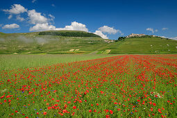 Blooming poppy field with Castelluccio in the background, Castelluccio, Sibillini Mountains, Monti Sibillini, Monti Sibillini National Park, Parco nazionale dei Monti Sibillini, Apennines, Marche, Umbria, Italy