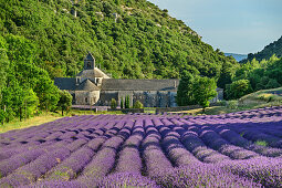 Senanque Monastery with flowering lavender field in the foreground, Notre-Dame de Senanque, Abbaye Senanque, Vaucluse, Provence-Alpes-Cote d´Azur, France