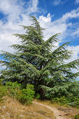 Atlas cedar, Cedrus atlantica, Foret de Cedres, Luberon, Luberon Natural Park, Vaucluse, Provence-Alpes-Cote d'Azur, France