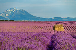 Blühendes Lavendelfeld mit Haus, im Hintergrund Le Grand Marges, Valensole, Naturpark Verdon, Alpes-de-Haute-Provence, Provence-Alpes-Côte d´Azur, Frankreich