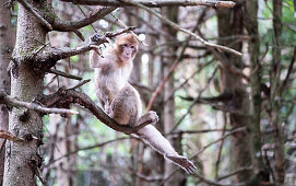 Barbary macaques in Affenberg near Salem, Lake Constance, Baden-Württemberg, Germany