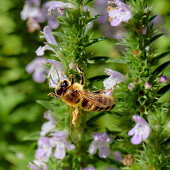 Honey bee in action, Bad Honnef / Rhein, Germany