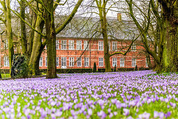 Crocus blossom in Husum Palace Park, North Frisia, Schleswig-Holstein, Germany