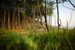 crooked trees on the west beach, Fischland-Darß-Zingst, Western Pomerania Lagoon Area National Park, peninsula in Mecklenburg-Western Pomerania, Baltic Sea, Germany, Europe