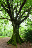 Old beech in the forest of Saint-Sauveur-le-Vicomte, 50390. Cotentin peninsula Normandy.