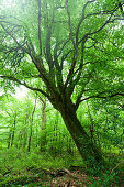 Alte Buche im Wald von Saint-Sauveur-le-Vicomte, Cotentin Halbinsel, Normandie, Frankreich