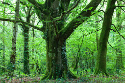 Alte Buche im Wald von Saint-Sauveur-le-Vicomte, Cotentin Halbinsel, Normandie, Frankreich