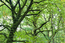 Alte Buche im Wald von Saint-Sauveur-le-Vicomte, Cotentin Halbinsel, Normandie, Frankreich