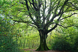 Old beech in the forest of Saint-Sauveur-le-Vicomte, 50390. Cotentin peninsula Normandy.