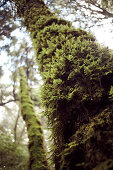 Mossy tree trunk, Big Basin State Park, California, USA.
