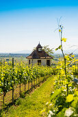 Chapel in the vineyard with a view of Breisach and the Rhine plain, near Ihringen, Kaiserstuhl, Baden-Württemberg, Germany