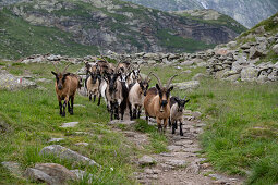 Ziegen an der Oberkaseralm, Naturpark Texelgruppe, Südtirol, Italien