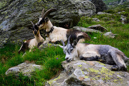 In the South Tyrolean Texel Group Nature Park, the high alpine pastures are farmed with goats, sheep and individual cattle, just like around the Oberkaseralm.