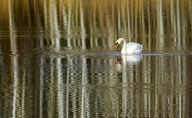 Swan in the moor lake, Weilheim, Bavaria, Germany