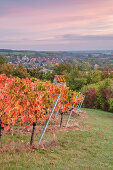 Vineyards near Sulzfeld in autumnal dress, Kitzingen, Lower Franconia, Franconia, Bavaria, Germany, Europe