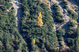 Blick auf eine gelbe Lärche in der Berglanschaft des Karwendel im Herbst, Ahornboden, Hinterriß, Tirol, Österreich, Europa,