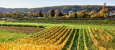 Herbstlicher Weinberg am Mittelrhein, Unkel, Rheinland-Pfalz, Deutschland